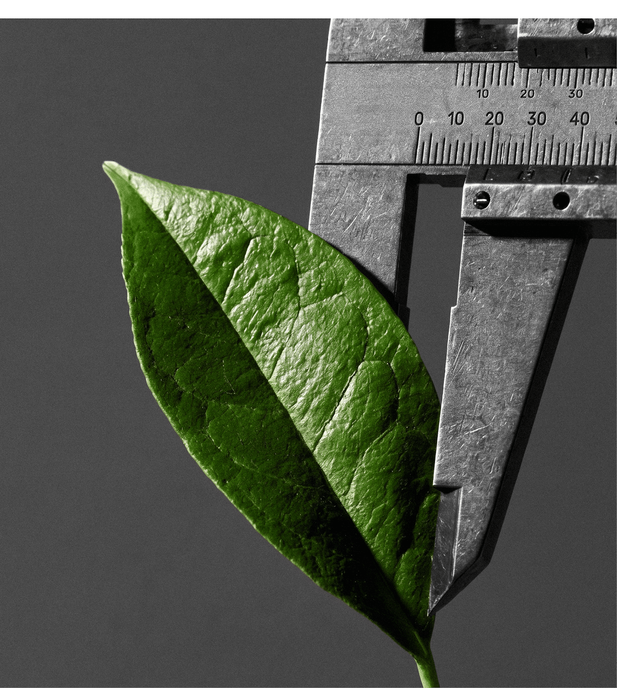 Uma folha verde est sendo segurada por uma pin a met lica sobre uma superf cie cinza texturizada.  Yapay zeka taraf ndan olu turulan a  klama