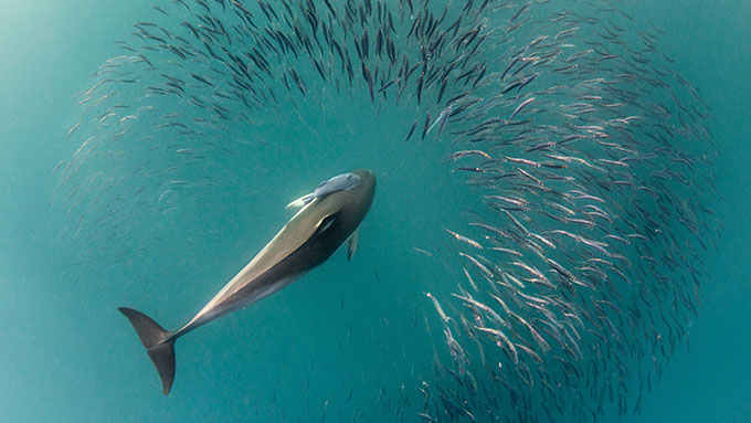 ÇSY (ESG) Bülteni 2025 4. Çeyrek